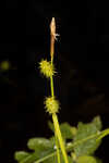 Sulphur sedge